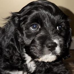Denver - Black and white male Cockapoo puppy in Richton, Mississippi from Magnolia Hill Doodles