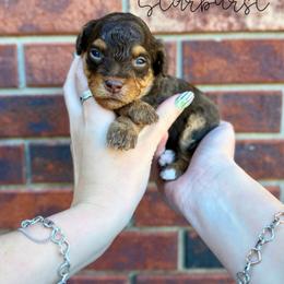Starburst - Brown and white female Bernedoodle puppy in Owasso, Oklahoma from Kallams Bernedoodles & Bernese Mountain Dogs
