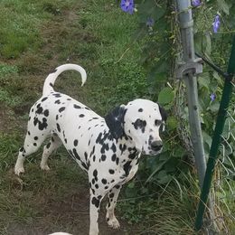 Pepper - Dalmatian
