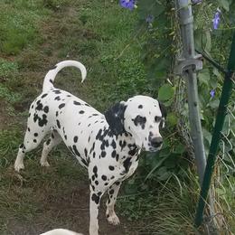 Pepper - Dalmatian