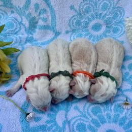 Green Collar - Gold male Border Collie puppy in Mariposa, California from Team Reeves Ranch