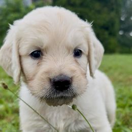 Golden Retriever Puppies from Avalon English Retrievers