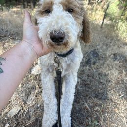 Labradoodle puppies from Goindoodles