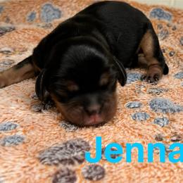 Jenna - Black and tan female Cavalier King Charles Spaniel puppy in Ormond Beach, Florida from Parkside Cavaliers