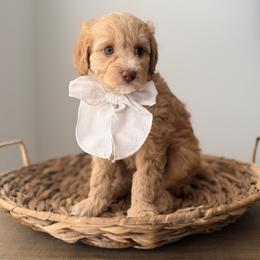 Rosey - Red  female Goldendoodle puppy in Fayetteville, Georgia from Darling Doodles