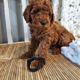 Goldendoodle and Poodle Puppies from County Line Kennel