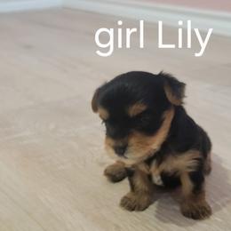 LILY - Black and tan female Yorkshire Terrier puppy in Chickasha, Oklahoma from SISSYS YORKIES