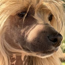 Axel - Chinese Crested