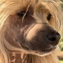 Axel - Chinese Crested