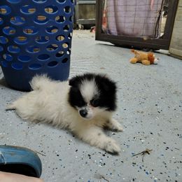 Van - Black parti male Pomeranian puppy in Andrews, South Carolina from Purple Diamonds Kennel