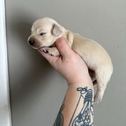 Cream male - Cream male Dachshund puppy in Mount Vernon, Ohio from Double A Dachshunds