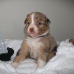 Claret - Red merle female Australian Shepherd puppy in Mocksville, North Carolina from Trailblazing Aussies