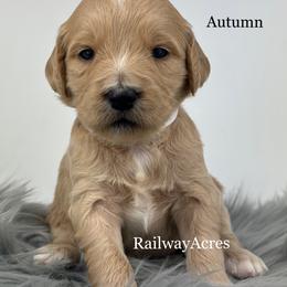 Autumn - Red  female Goldendoodle puppy in Milford, Indiana from Railway Acres Kennel