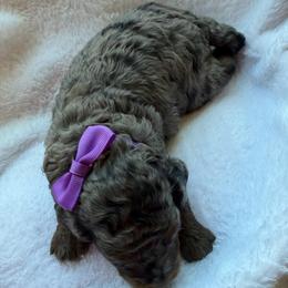 Pearl - Merle female Bernedoodle puppy in Statesville, North Carolina from Loves legacy Doodles
