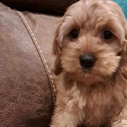 Gracie - Golden Cockapoo puppy in Mena, Arkansas from Ouachita River Cockapoos