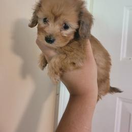 Companion Cross and Dachshund Puppies from Sweet Honey Bunn Hounds