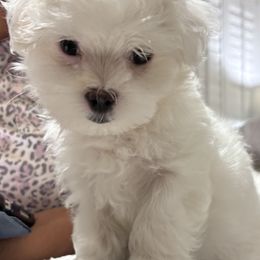 Snowy - White female Maltese puppy in Miami, Florida from Cheery Pups