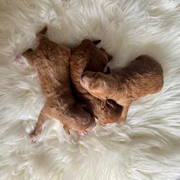 Duka - Red  female Goldendoodle puppy in Davie, Florida from Daviegoldendoodles