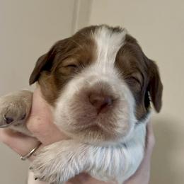 Lucy - Liver white and tan female English Springer Spaniel puppy in Coeur D'alene, Idaho from Springer Hollow