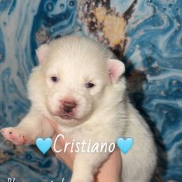 Cristiano - White male Pomsky puppy in Centerville, Iowa from LJ Kennels Pomskies, LLC