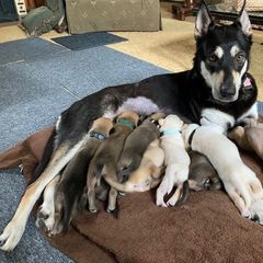 Chinook Puppies from Spook Nook Chinooks