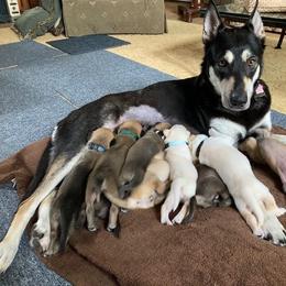 Chinook Puppies from Spook Nook Chinooks