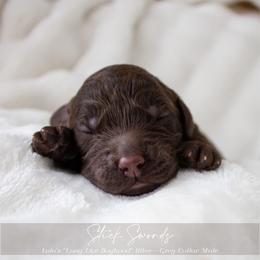 Puppy 3 - Brown male Cockapoo puppy in Savannah, Georgia from Vino and Vespa Doodles