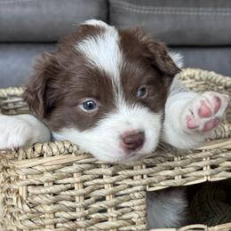 25R Silver Collar - Red male Border Collie puppy in Mariposa, California from Team Reeves Ranch