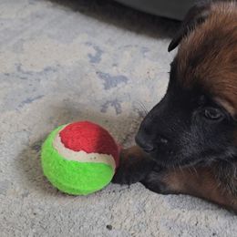 Belgian Malinois Puppies from Love Belgian Malinois
