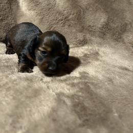 Girl 1 - Brindle female Dachshund puppy in Buchanan, Georgia from Kiser Creek Dachshunds