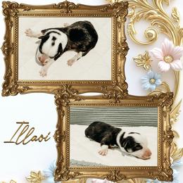 Illaoi - Black and tan female American Corgi puppy in Fitzhugh, Oklahoma from Elmiphyr Corgis