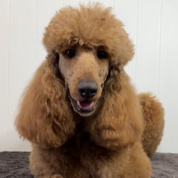 Copper - Poodle
