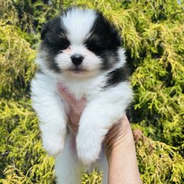 Tri boy - Black parti male Pomeranian puppy in Fayetteville, North Carolina from Tar-heel Poms