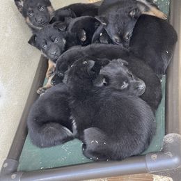 Dachshund and German Shepherd Puppies from Zwinger vom Donau-Ries