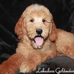 Goldendoodle Puppies from Lakeshore Doodles