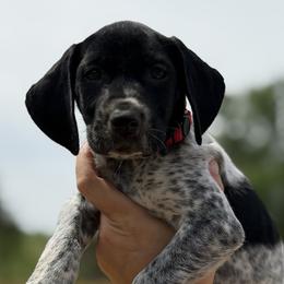Rose red collar - Black roan female German Shorthaired Pointer puppy in Six Mile, South Carolina from The Proper Pointer Co.