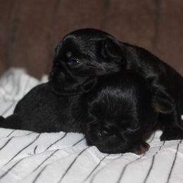 Girl 2 - Black and tan female Brussels Griffon puppy in Huntsville, Alabama from Tammy's Brussels