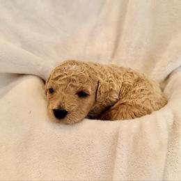 Tilly - Caramel female Labradoodle puppy in Bruceton Mills, West Virginia from Adonai Ra'ah Farms