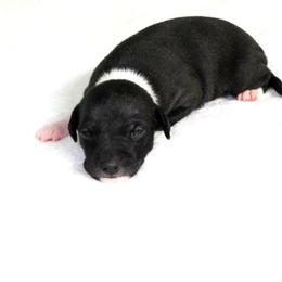 Yara F1 - Black female Italian Greyhound puppy in Sparta Tn And Caryville Fl, Tennessee from Summerwind Kennel