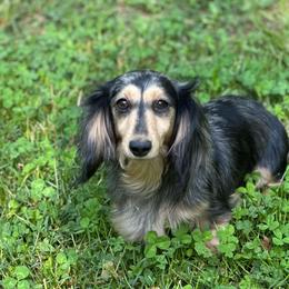 Lacey - Dapple female Dachshund puppy in Mascot, Tennessee from Magnolia Pearl Dachshunds