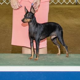 Avrie - Manchester Terrier