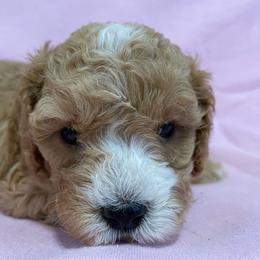 Maggie (Girl 1) - Red female Cavapoo puppy in Palm City, Florida from Cookies & Cream Sundae