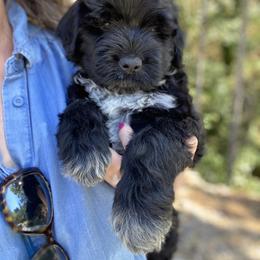 Mr Croatia (World Cup Litter) - Black and white male Portuguese Water Dog puppy in Grants Pass, Oregon from Rogue River Portuguese Water Dogs