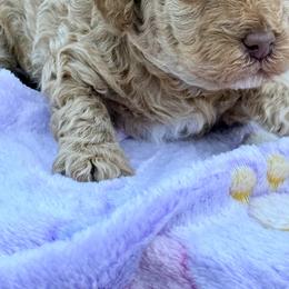 Poodle Puppies from Pet Guardian Smart Kennels, LLC