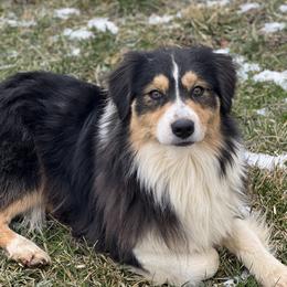Buffy - Australian Shepherd