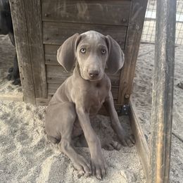 Patricia - Silver gray female Weimaraner puppy in Santa Clarita, California from Kennedy Weimaraners