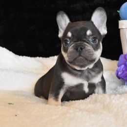 Bulldog and French Bulldog Puppies from Raise The Woof Bulldogs