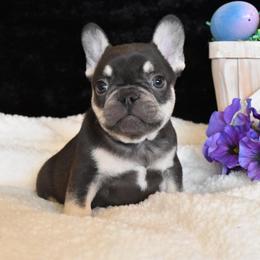Bulldog and French Bulldog Puppies from Raise The Woof Bulldogs