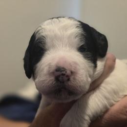 Ghost Red - Parti female Labradoodle puppy in Commerce City, Colorado from Playful Paws Labradoodles