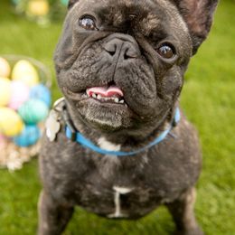French Bulldog All Grown Up from Willows French Bulldogs